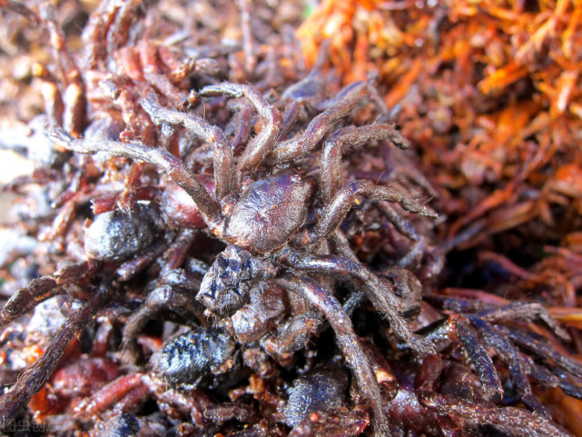 人面蜘蛛生肉和青苔西雙版納的家常菜外地人眼裡的古怪