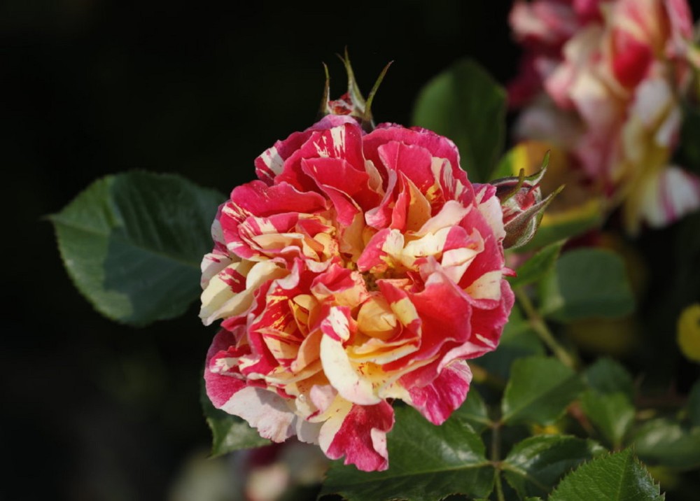 红黄双色条纹月季跳脱的色彩来给冬日一点热闹的气氛吧