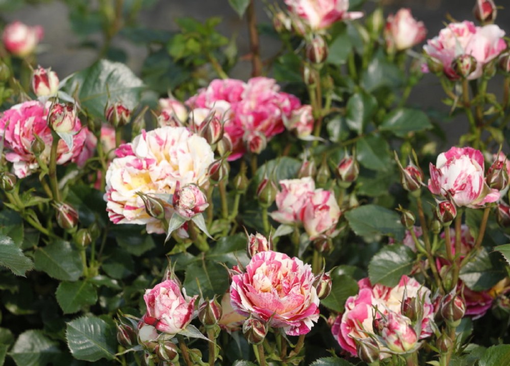 红黄双色条纹月季跳脱的色彩来给冬日一点热闹的气氛吧