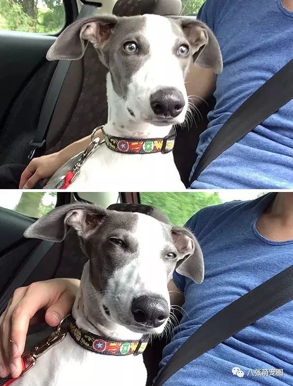 以为要出去玩,结果却去了医院,狗子的表情……笑喷了!