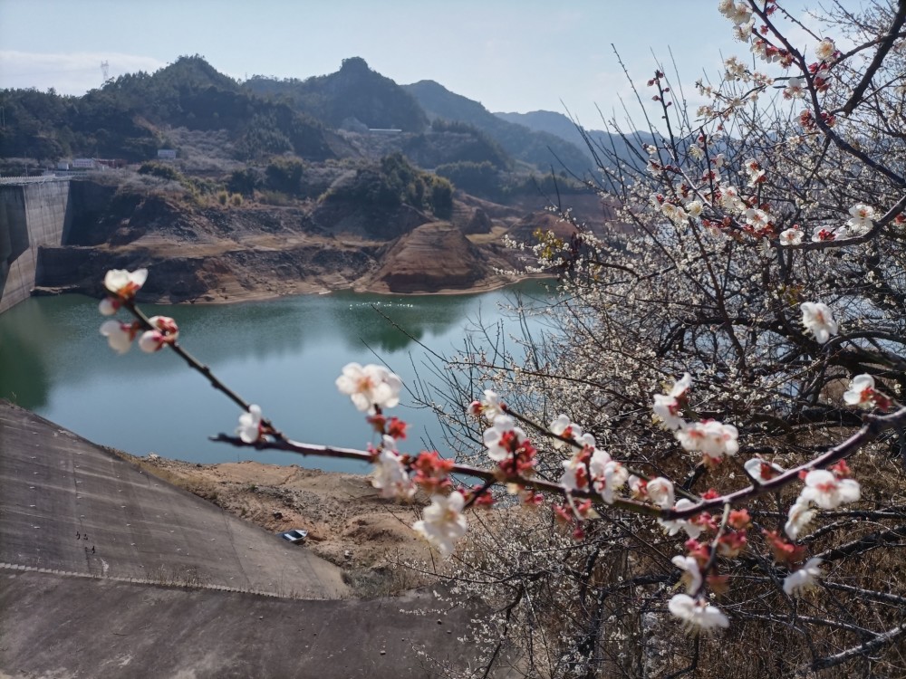 南万山路十八弯满眼梅花争艳