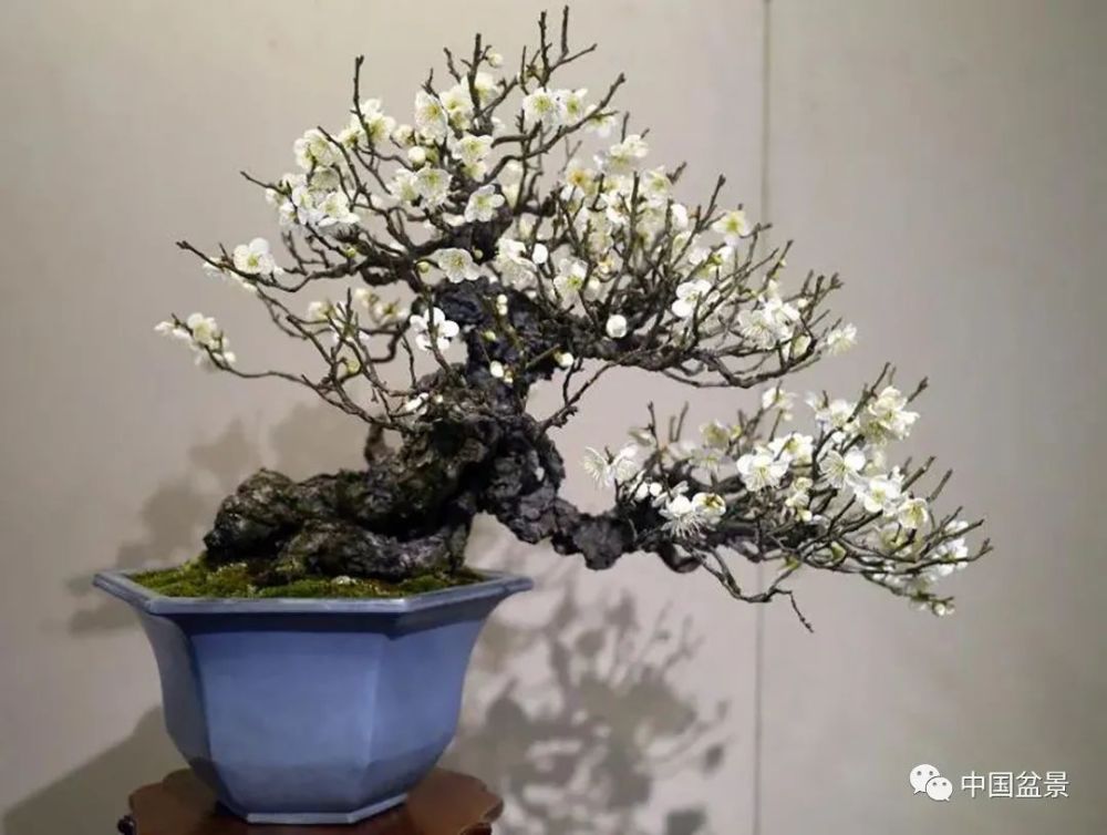 早春探梅 你能分出不同品种的梅花吗 附梅品图鉴 腾讯新闻