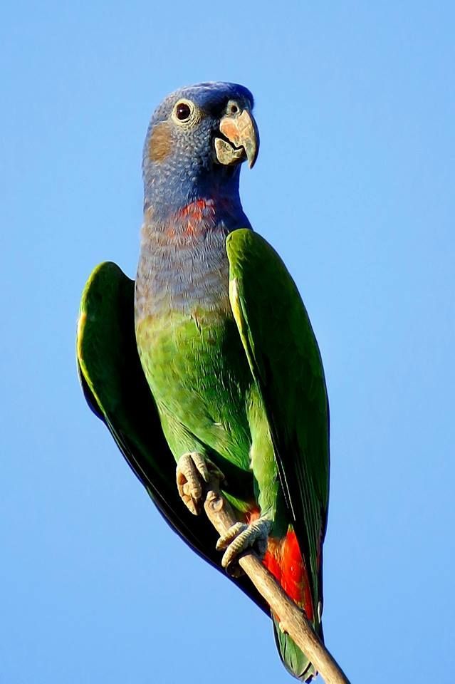 蓝头鹦哥状如宝岛身上不光有蓝绿两色还有点红色