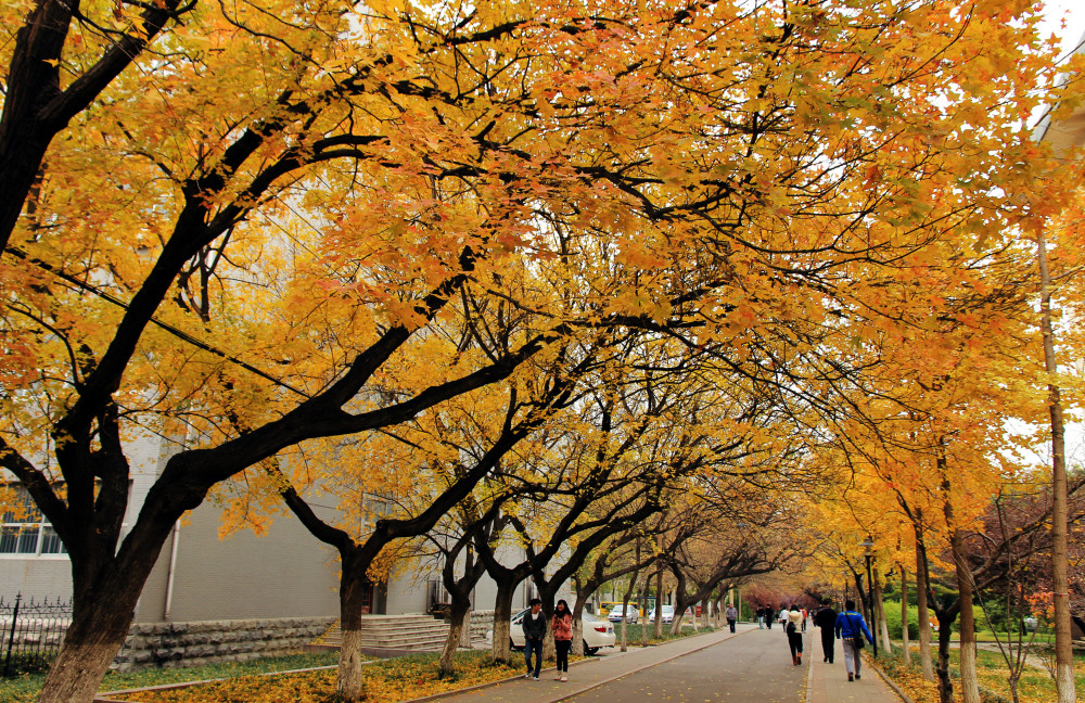 山东师范排名2020最_山东师范大学2020年河南省高考录取分数线统计