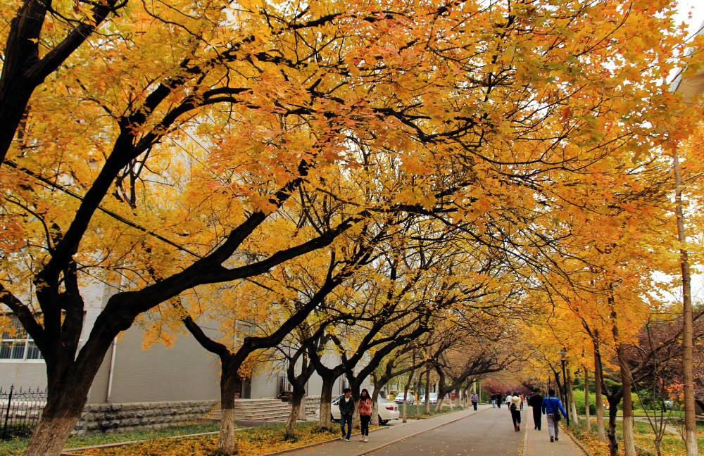 2020河南省高考分数_山东师范大学2020年河南省高考录取分数线统计