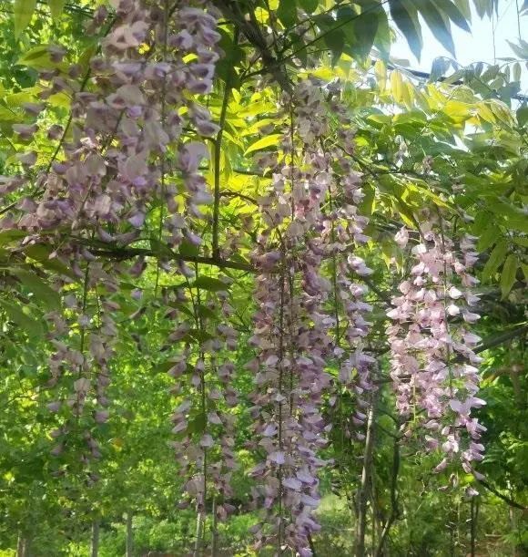 紫藤花怎么养 这种花很皮实 盆栽喂有机肥 地栽直接埋鸡粪 腾讯新闻