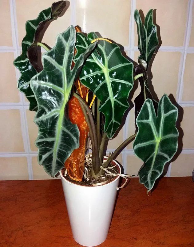 七种特别怕冷的观叶植物在家里多养几盆可营造热带风情