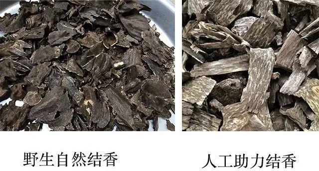 野生沉香水分干透,存放时间达20年以上甚至更久,在颜色,菌种程度,成长