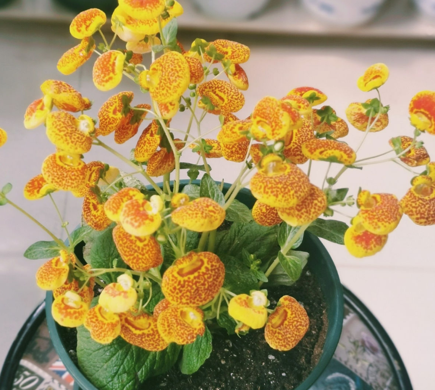 家里养盆钱袋子花新的一年祈祷好运招财进宝好兆头