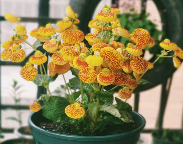 家里养盆钱袋子花新的一年祈祷好运招财进宝好兆头