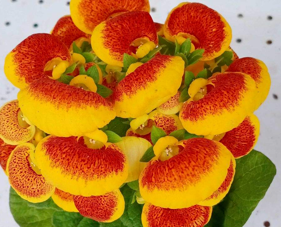 家里养盆钱袋子花新的一年祈祷好运招财进宝好兆头