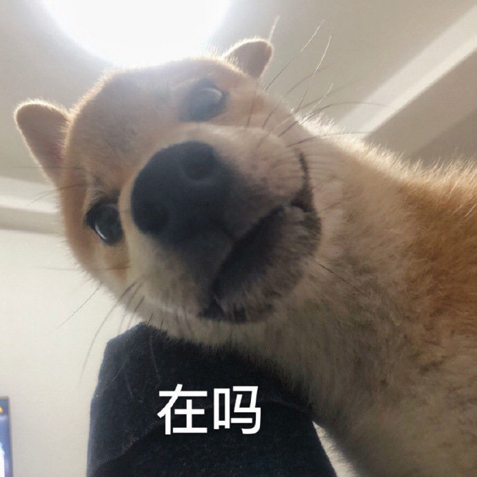 表情包‖flag小狗竟是我自己