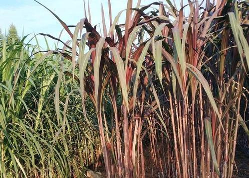 红象草,又是一款高产牧草,饲养经济价值如何?