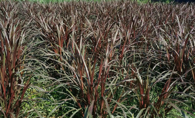 红象草又是一款高产牧草饲养经济价值如何和其它牧草的区别