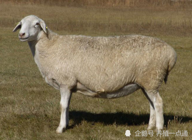 呼伦贝尔羊主产于呼伦贝尔市新巴尔虎左旗,新巴虎右旗,陈巴尔虎旗,和
