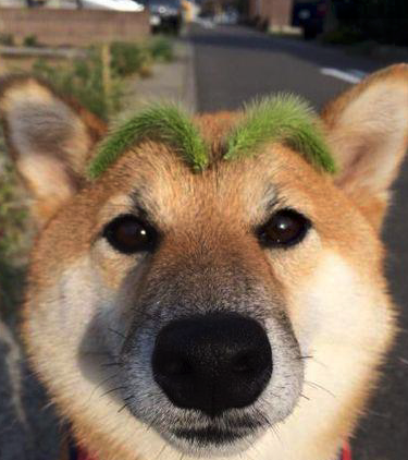 搞笑gif段子:67给你们感受下什么叫浓眉大眼_腾讯新闻