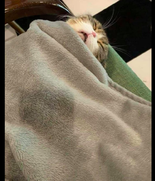 猫咪睡着了,主人怕它着凉就盖上了毯子,猫:我不要形象的吗?