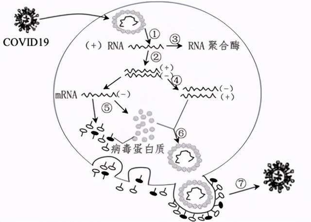 利用细胞内的酶体系和物质,以rna分子为模板,合成组装病毒所需要的酶