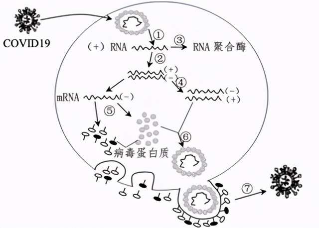 以rna分子为模板,合成组装病毒所需要的酶和蛋白质,以及负链rn