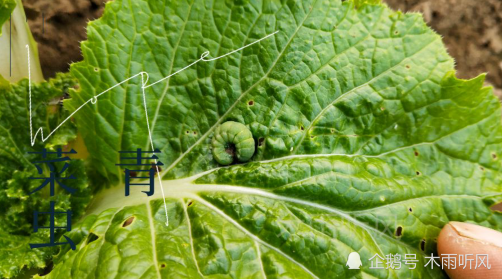 防治白菜蘿蔔菜青蟲不噴灑農藥用土辦法就可以不信你試一下