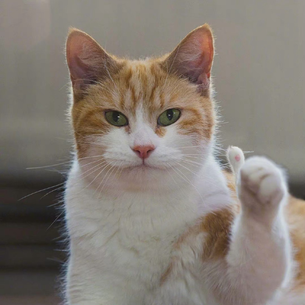 萌宠表情包你好厉害呢