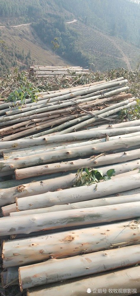 广西桉树木材产量达3000万立方米,总产值3000亿元._腾讯新闻