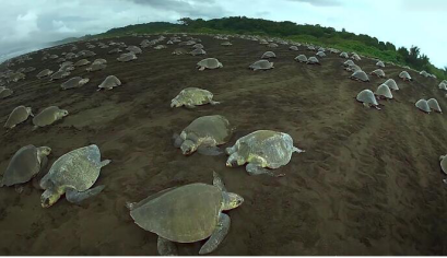 超逼真机器海龟潜伏龟群拍摄到海龟产卵筑巢珍贵资料 腾讯新闻