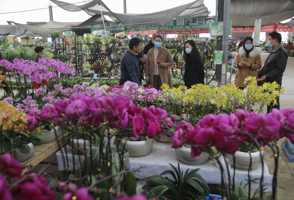组图鲜花朵朵开春节临近花卉市场迎来旺季
