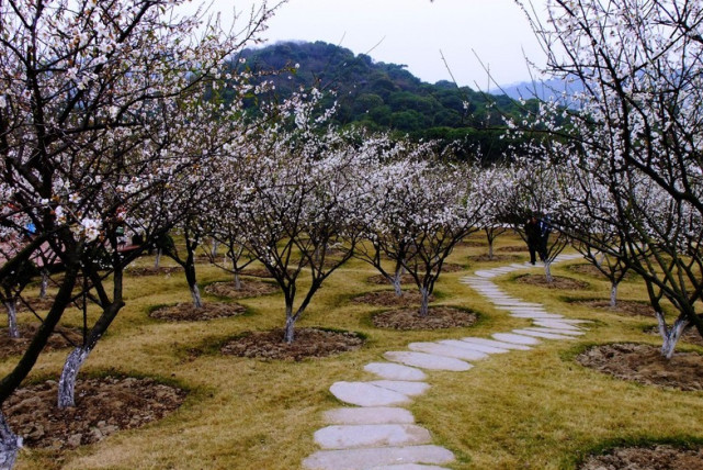 梅开二度洁白如雪,门票免费距市区30公里|公园|如雪|门票|梅花|游玩
