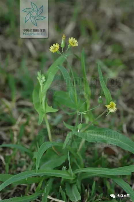 能清热解毒,消肿止痛|败酱草|苦荬菜