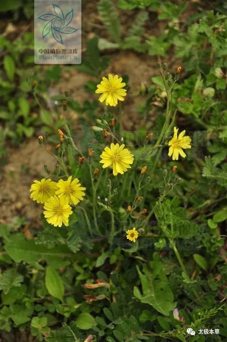 盤兒草,鴨舌草,苦球菜,兔仔草,牛舌草,土蒲公英,黃花菜,苦碟子,苦丁菜