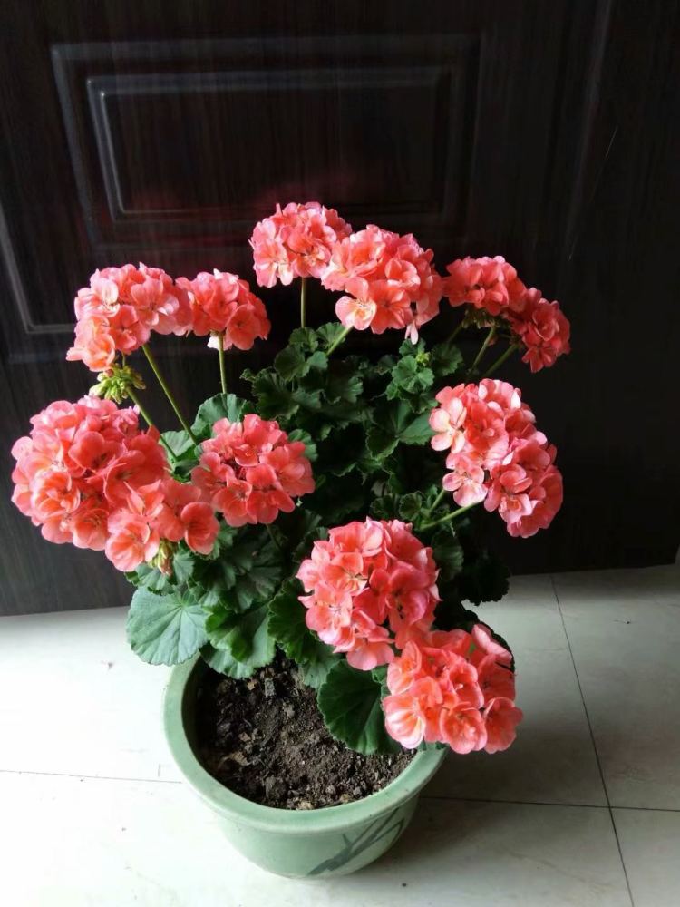 天竺葵大山宫优秀的阳台盆栽花好看又好养冬天也有花看