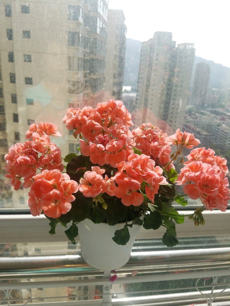 天竺葵大山宫优秀的阳台盆栽花好看又好养冬天也有花看