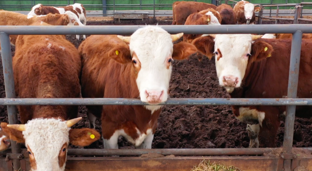 金字招牌灯下透像入口化渣通川灯影牛肉