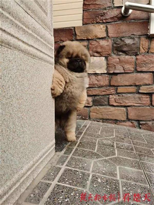 奥利给这只松狮犬谁都不服只扶墙真相是这样的