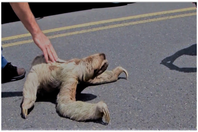 男子公路散步遇到不明生物,拥有四肢会爬行,此前从未见过!