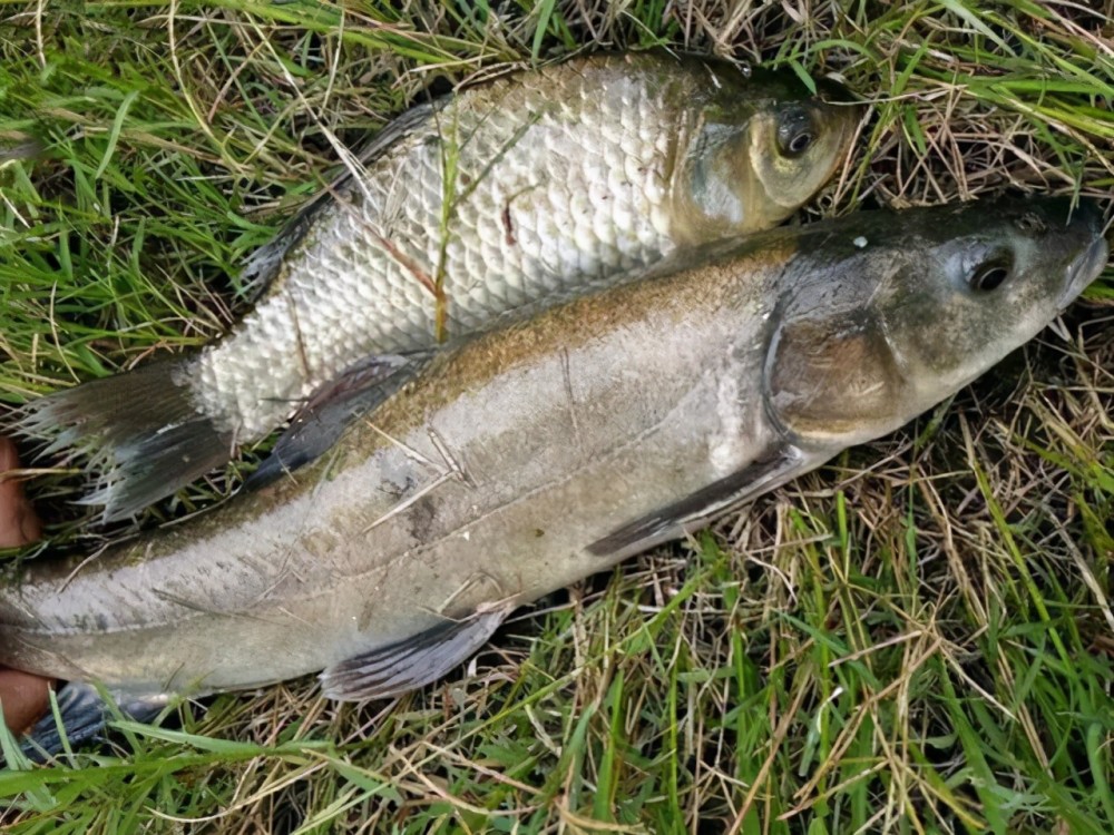 新疆大头鱼"绝地逢生":10年捕捞数千吨,差点坐实水中熊猫!