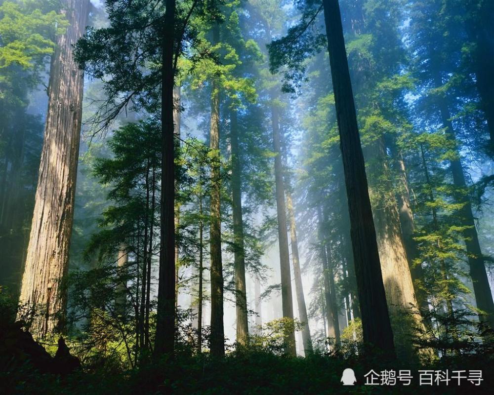 世界各国森林覆盖率一览 影响森林覆盖率的因素有哪些 腾讯新闻