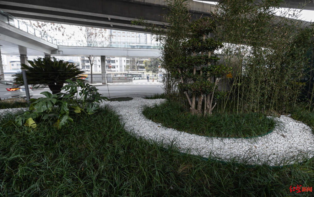 遠山盛景……近日,開車經過成都二環路高架橋下的市民發現,綠化帶已經