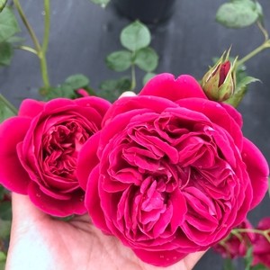 此款月季花,被称作"香香公主",花朵大花型美,值得拥有!