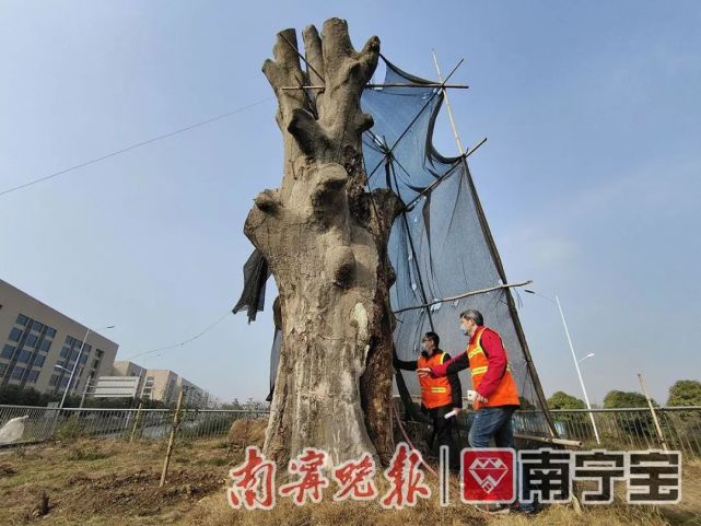 園林部門正在全力搶救不砍樹,如何測算樹齡?有不少市民發出疑問.