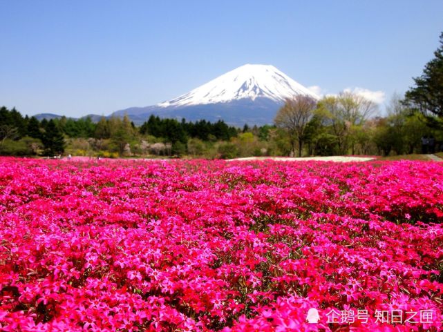 用花做成的 地毯 和 窗帘 日本最极致美丽的5种花景 山梨县 富士山 茨城县 日本 旅游 樱花
