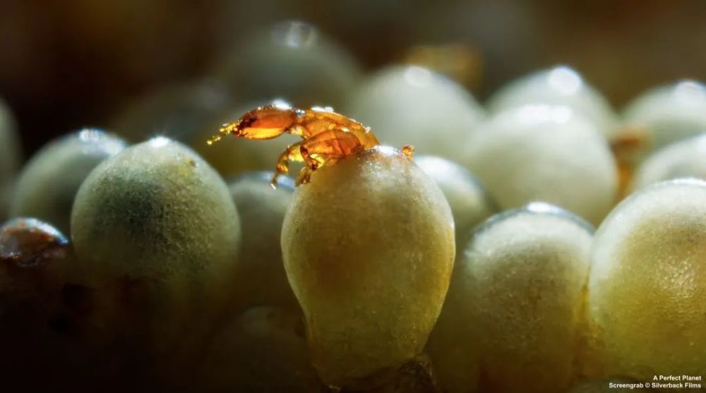 无花果里的小精灵榕小蜂的showtime