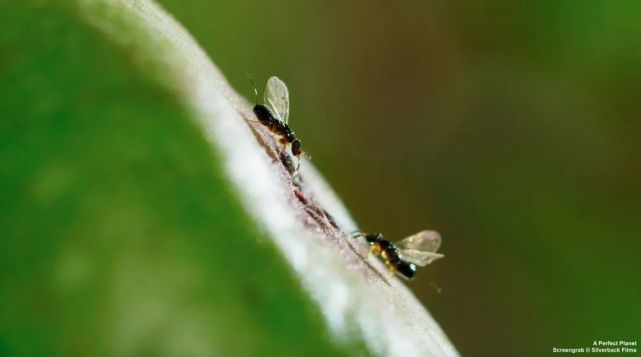 无花果里的小精灵榕小蜂的showtime