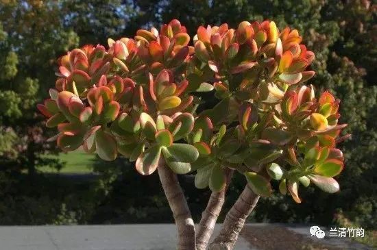 多肉黄金花月如何修剪 黄金花月