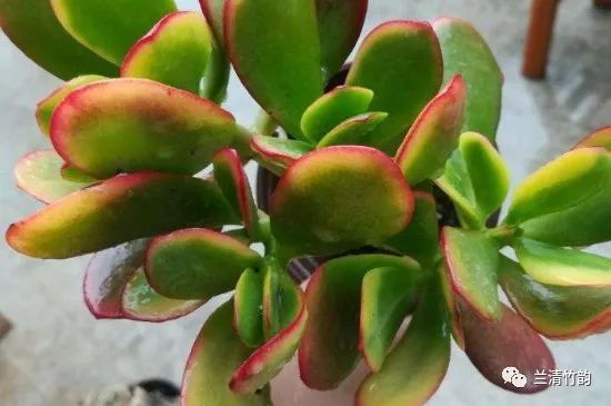 多肉黄金花月如何修剪 黄金花月