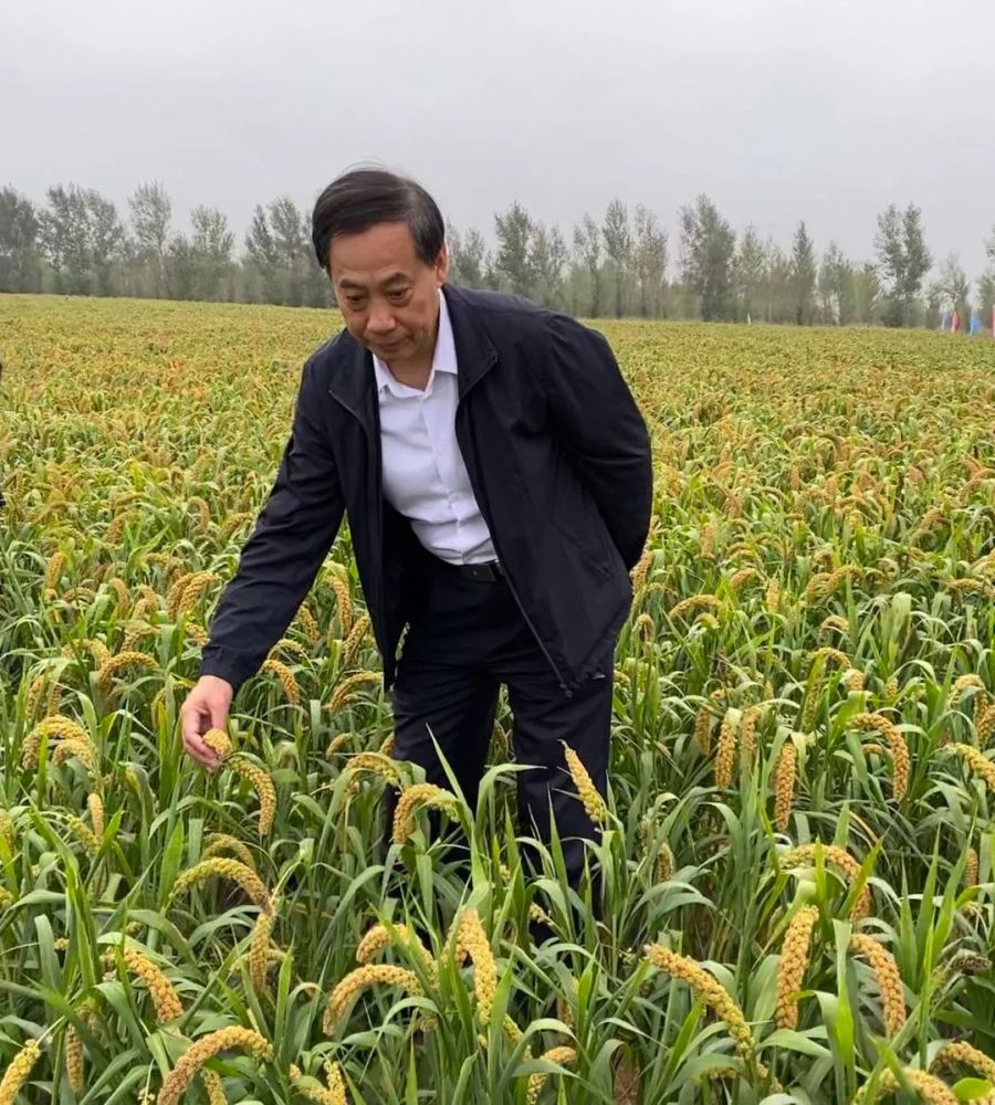 蔬菜没有蔬菜味儿,和种子啥关系?这位农业专家道出了原因