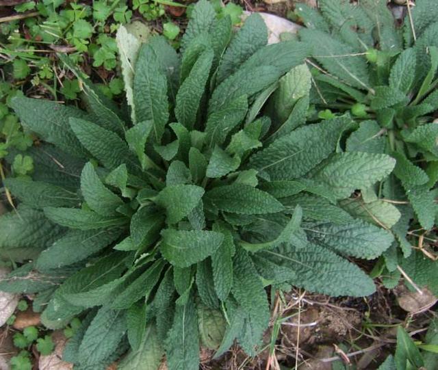 天然的"止咳草"找到,虽然名字不咋地,止咳化痰好处多_腾讯新闻