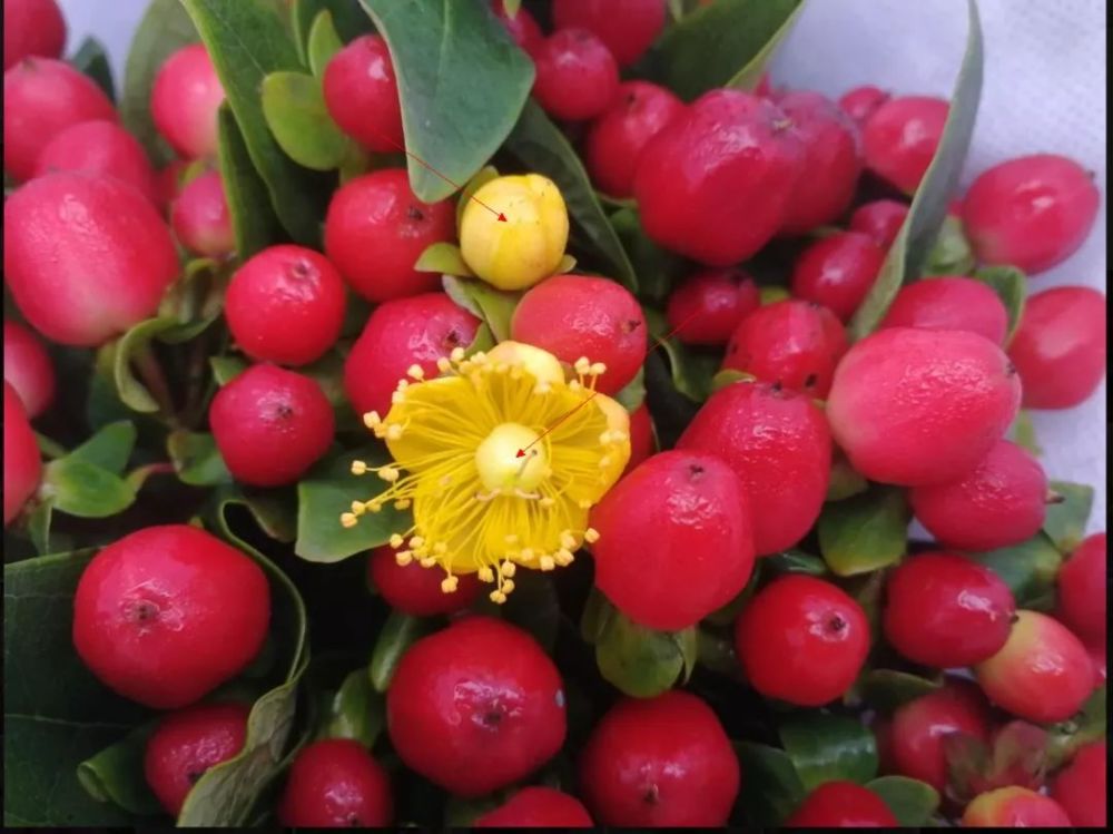 花店常见的一些同生不同名的鲜花果实