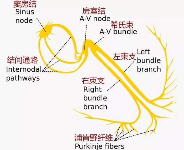 看似平凡的心跳是一场关乎生死的接力